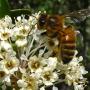Buckbrush (Ceanothus cuneatus): These native bushes were numerous throughout the lake area.